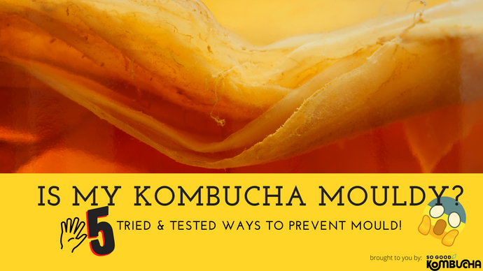 Is my Kombucha MOULDY? 5 top tips to prevent mould in your brew!